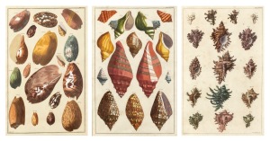 ALBERTUS SEBA (1665-1736) group of three framed hand-coloured engravings from his publication Locupletissimi rerum naturalium thesauri accurata descriptio (Thesaurus of Natural Rarities), circa 1734-1765, 45 x 29cm each, 67 x 51cm each overall.