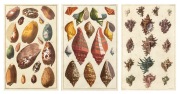 ALBERTUS SEBA (1665-1736) group of three framed hand-coloured engravings from his publication Locupletissimi rerum naturalium thesauri accurata descriptio (Thesaurus of Natural Rarities), circa 1734-1765, ​​​​​​​45 x 29cm each, 67 x 51cm each overall.