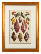 ALBERTUS SEBA (1665-1736) group of three framed hand-coloured engravings from his publication Locupletissimi rerum naturalium thesauri accurata descriptio (Thesaurus of Natural Rarities), circa 1734-1765, ​​​​​​​45 x 29cm each, 67 x 51cm each overall. - 2