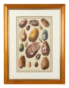 ALBERTUS SEBA (1665-1736) group of three framed hand-coloured engravings from his publication Locupletissimi rerum naturalium thesauri accurata descriptio (Thesaurus of Natural Rarities), circa 1734-1765, ​​​​​​​45 x 29cm each, 67 x 51cm each overall. - 3