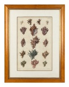 ALBERTUS SEBA (1665-1736) group of three framed hand-coloured engravings from his publication Locupletissimi rerum naturalium thesauri accurata descriptio (Thesaurus of Natural Rarities), circa 1734-1765, ​​​​​​​45 x 29cm each, 67 x 51cm each overall. - 4