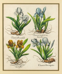 BASILIUS BESLER (1561-1629) Iris, antique hand-coloured engraving from the publication "HORTUS EYSTETTENSIS" circa 1613, 50 x 40cm, 84 x 76cm overall.