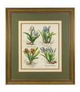 BASILIUS BESLER (1561-1629) Iris, antique hand-coloured engraving from the publication "HORTUS EYSTETTENSIS" circa 1613, 50 x 40cm, 84 x 76cm overall. - 2