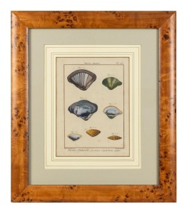 JEAN-BAPTISTE LAMARCK (1744-1829) "Mactre, Mactra" antique hand-coloured engraving from the French publication "Histoire Naturelle...", circa 1789. Lamarck is noted for his ground breaking work on natural selection and evolution long before Darwin's work was published. 27 x 20cm, 52 x 45cm overall.