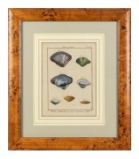 JEAN-BAPTISTE LAMARCK (1744-1829) "Mactre, Mactra" antique hand-coloured engraving from the French publication "Histoire Naturelle...", circa 1789. Lamarck is noted for his ground breaking work on natural selection and evolution long before Darwin's work 