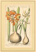 EMANUEL SWEERT (Dutch 1552-1612), botanical study, hand-coloured engraving, 35 x 22cm, 64 x 38cm overall.