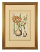 EMANUEL SWEERT (Dutch 1552-1612), botanical study, hand-coloured engraving, 35 x 22cm, 64 x 38cm overall. - 2