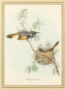 ELIZABETH GOULD (attributed), (1804-1841), Meliphaga longirostris (Long-billed Honey-eater), watercolour, titled lower centre, 43 x 30cm, 67 x 55cm overall.