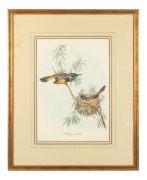 ELIZABETH GOULD (attributed), (1804-1841), Meliphaga longirostris (Long-billed Honey-eater), watercolour, titled lower centre, 43 x 30cm, 67 x 55cm overall. - 2