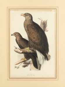 EDWARD LEAR (1812-1888), Haliaëtus Albicilla (Sea Eagle), hand-coloured lithograph, from John Gould's "Birds Of Europe" 54 x 36cm, 85 x 67cm overall.
