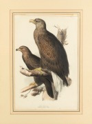EDWARD LEAR (1812-1888), Halia&euml;tus Albicilla (Sea Eagle), hand-coloured lithograph, from John Gould's "Birds Of Europe" ​​​​​​​54 x 36cm, 85 x 67cm overall.