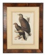 EDWARD LEAR (1812-1888), Halia&euml;tus Albicilla (Sea Eagle), hand-coloured lithograph, from John Gould's "Birds Of Europe" ​​​​​​​54 x 36cm, 85 x 67cm overall. - 2