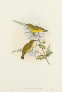JOHN GOULD (1804-1881), Zosterops Rendovae (The Makira white-eye), hand-coloured lithograph, descriptive page affixed verso, 51 x 34cm, 73 x 55cm overall.