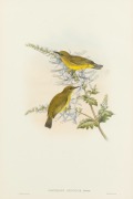 JOHN GOULD (1804-1881), Zosterops Rendovae (The Makira white-eye), hand-coloured lithograph, ​​​​​​​descriptive page affixed verso, 51 x 34cm, 73 x 55cm overall.