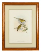 JOHN GOULD (1804-1881), Zosterops Rendovae (The Makira white-eye), hand-coloured lithograph, ​​​​​​​descriptive page affixed verso, 51 x 34cm, 73 x 55cm overall. - 2