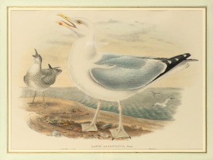 JOHN GOULD (1804-1881), Larus Argentatus (European herring gull), hand-coloured lithograph, 34 x 51cm, 56 x 72cm overall.