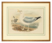 JOHN GOULD (1804-1881), Larus Argentatus (European herring gull), hand-coloured lithograph, 34 x 51cm, 56 x 72cm overall. - 2