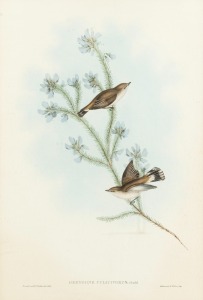 JOHN GOULD (1804-1881), Greygone Culicvorus (Western Gerygone), hand-coloured lithograph, descriptive page affixed verso, 51 x 34cm, 70 x 53cm overall.