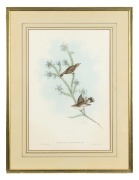 JOHN GOULD (1804-1881), Greygone Culicvorus (Western Gerygone), hand-coloured lithograph, descriptive page affixed verso, 51 x 34cm, 70 x 53cm overall. - 2
