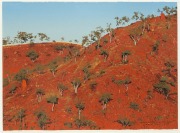 DAVID ROSE (1936-2006), Morning Hillside Near Lake Julius, lithograph, 81/90, signed lower right "David Rose, 1988", ​​​​​​​56 x 75cm, 78 x 96cm overall.