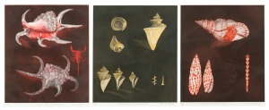 PAMELA GRIFFITH (1943 - ), I.) Hermit crab & spiral forms, (14/30), II.) The Miraculous Thatcher Shell, (4/30), III.) Scorpion Shell Of The Pacific, (23/30), signed and titled in the lower margin, 39 x 34cm each, 56 x 50cm each overall.