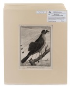 PIERRE SONNERAT (1748-1814) group of fourteen ornithological engravings from "VOYAGE A LA NOUVELLE GUINEE", circa 1776, mounted 22 x 17cm each, 37 x 32cm each overall. - 5