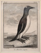 PIERRE SONNERAT (1748-1814) group of fourteen ornithological engravings from "VOYAGE A LA NOUVELLE GUINEE", circa 1776, mounted 22 x 17cm each, 37 x 32cm each overall. - 2