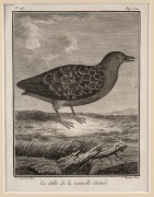 PIERRE SONNERAT (1748-1814) group of fourteen ornithological engravings from "VOYAGE A LA NOUVELLE GUINEE", circa 1776, mounted 22 x 17cm each, 37 x 32cm each overall. - 3