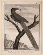 PIERRE SONNERAT (1748-1814) group of fourteen ornithological engravings from "VOYAGE A LA NOUVELLE GUINEE", circa 1776, mounted 22 x 17cm each, 37 x 32cm each overall. - 4