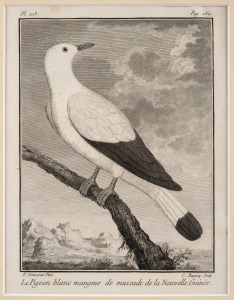 PIERRE SONNERAT (1748-1814) group of fourteen ornithological engravings from "VOYAGE A LA NOUVELLE GUINEE", circa 1776, mounted 22 x 17cm each, 37 x 32cm each overall.