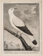 PIERRE SONNERAT (1748-1814) group of fourteen ornithological engravings from "VOYAGE A LA NOUVELLE GUINEE", circa 1776, mounted 22 x 17cm each, 37 x 32cm each overall.