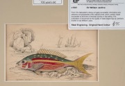 SIR WILLIAM JARDINE (7th Baronet of Applegarth was a Scottish naturalist), group of hand-coloured steel engravings focusing on fish, from "THE NATURALIST'S LIBRARY" which was hugely successful encyclopaedia of the natural world published in 1841, (26 plat - 4