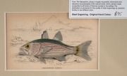 SIR WILLIAM JARDINE (7th Baronet of Applegarth was a Scottish naturalist), group of hand-coloured steel engravings focusing on fish, from "THE NATURALIST'S LIBRARY" which was hugely successful encyclopaedia of the natural world published in 1841, (26 plat - 6