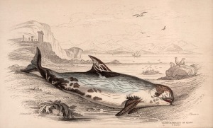 SIR WILLIAM JARDINE (7th Baronet of Applegarth was a Scottish naturalist), group of hand-coloured steel engravings focusing on whaling and marine mammals, from "THE NATURALIST'S LIBRARY" which was hugely successful encyclopaedia of the natural world published in 1841, (31 plates), mounted 9.5 x 15.5cm each, 19.5 x 26cm each overall.