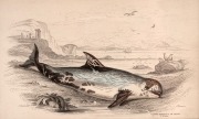 SIR WILLIAM JARDINE (7th Baronet of Applegarth was a Scottish naturalist), group of hand-coloured steel engravings focusing on whaling and marine mammals, from "THE NATURALIST'S LIBRARY" which was hugely successful encyclopaedia of the natural world publi