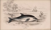 SIR WILLIAM JARDINE (7th Baronet of Applegarth was a Scottish naturalist), group of hand-coloured steel engravings focusing on whaling and marine mammals, from "THE NATURALIST'S LIBRARY" which was hugely successful encyclopaedia of the natural world publi - 4