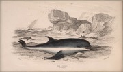 SIR WILLIAM JARDINE (7th Baronet of Applegarth was a Scottish naturalist), group of hand-coloured steel engravings focusing on whaling and marine mammals, from "THE NATURALIST'S LIBRARY" which was hugely successful encyclopaedia of the natural world publi - 5