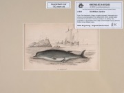 SIR WILLIAM JARDINE (7th Baronet of Applegarth was a Scottish naturalist), group of hand-coloured steel engravings focusing on whaling and marine mammals, from "THE NATURALIST'S LIBRARY" which was hugely successful encyclopaedia of the natural world publi - 6