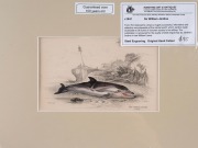 SIR WILLIAM JARDINE (7th Baronet of Applegarth was a Scottish naturalist), group of hand-coloured steel engravings focusing on whaling and marine mammals, from "THE NATURALIST'S LIBRARY" which was hugely successful encyclopaedia of the natural world publi - 7