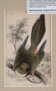SIR WILLIAM JARDINE (7th Baronet of Applegarth was a Scottish naturalist), group of hand-coloured steel engravings focusing on parrots and birds, from "THE NATURALIST'S LIBRARY" which was hugely successful encyclopaedia of the natural world published in 1 - 2