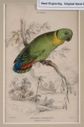 SIR WILLIAM JARDINE (7th Baronet of Applegarth was a Scottish naturalist), group of hand-coloured steel engravings focusing on parrots and birds, from "THE NATURALIST'S LIBRARY" which was hugely successful encyclopaedia of the natural world published in 1 - 3