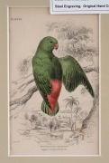 SIR WILLIAM JARDINE (7th Baronet of Applegarth was a Scottish naturalist), group of hand-coloured steel engravings focusing on parrots and birds, from "THE NATURALIST'S LIBRARY" which was hugely successful encyclopaedia of the natural world published in 1 - 4