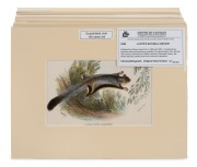 LLOYD'S NATURAL HISTORY, circa 1896-1897 group of chromolithographs focusing on Australian marsupials including kangaroos, wallabies, possums and sugar gliders, (13 plates), mounted 9.5 x 16cm each, 19.5 x 26cm each overall. - 6