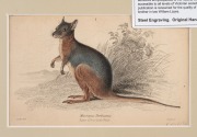 LLOYD'S NATURAL HISTORY, circa 1896-1897 group of chromolithographs focusing on Australian marsupials including kangaroos, wallabies, possums and sugar gliders, (13 plates), mounted 9.5 x 16cm each, 19.5 x 26cm each overall.