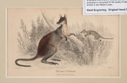 LLOYD'S NATURAL HISTORY, circa 1896-1897 group of chromolithographs focusing on Australian marsupials including kangaroos, wallabies, possums and sugar gliders, (13 plates), mounted 9.5 x 16cm each, 19.5 x 26cm each overall. - 2