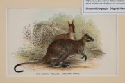 LLOYD'S NATURAL HISTORY, circa 1896-1897 group of chromolithographs focusing on Australian marsupials including kangaroos, wallabies, possums and sugar gliders, (13 plates), mounted 9.5 x 16cm each, 19.5 x 26cm each overall. - 3