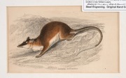LLOYD'S NATURAL HISTORY, circa 1896-1897 group of chromolithographs focusing on Australian marsupials including kangaroos, wallabies, possums and sugar gliders, (13 plates), mounted 9.5 x 16cm each, 19.5 x 26cm each overall. - 4