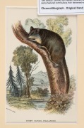 LLOYD'S NATURAL HISTORY, circa 1896-1897 group of chromolithographs focusing on Australian marsupials including kangaroos, wallabies, possums and sugar gliders, (13 plates), mounted 9.5 x 16cm each, 19.5 x 26cm each overall. - 5