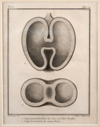 PIERRE SONNERAT (1748-1814) group of twelve antique botanical engravings from "VOYAGE A LA NOUVELLE GUINEE", circa 1776, mounted 23 x 16cm each, 37 x 32cm each overall. - 2