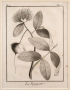 PIERRE SONNERAT (1748-1814) group of twelve antique botanical engravings from "VOYAGE A LA NOUVELLE GUINEE", circa 1776, mounted 23 x 16cm each, 37 x 32cm each overall. - 3